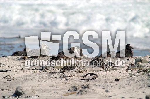 Riesensturmvogel (26 von 32).jpg